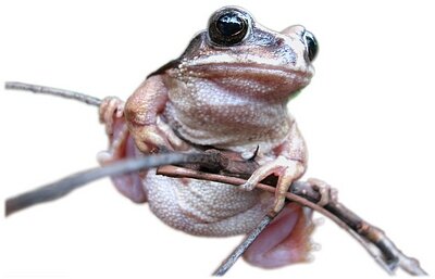 Brown-back Tree Frog