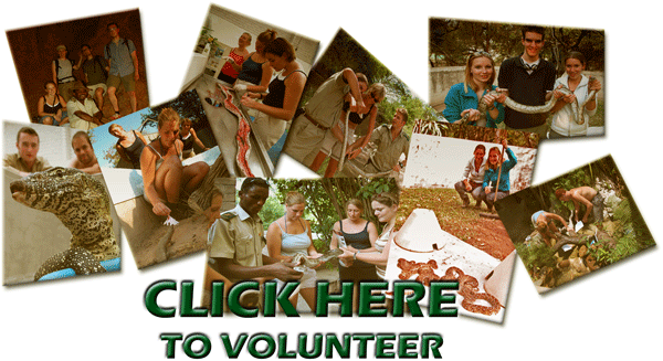 CLICK TO VOLUNTEER WITH US