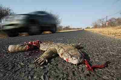 Road Kill